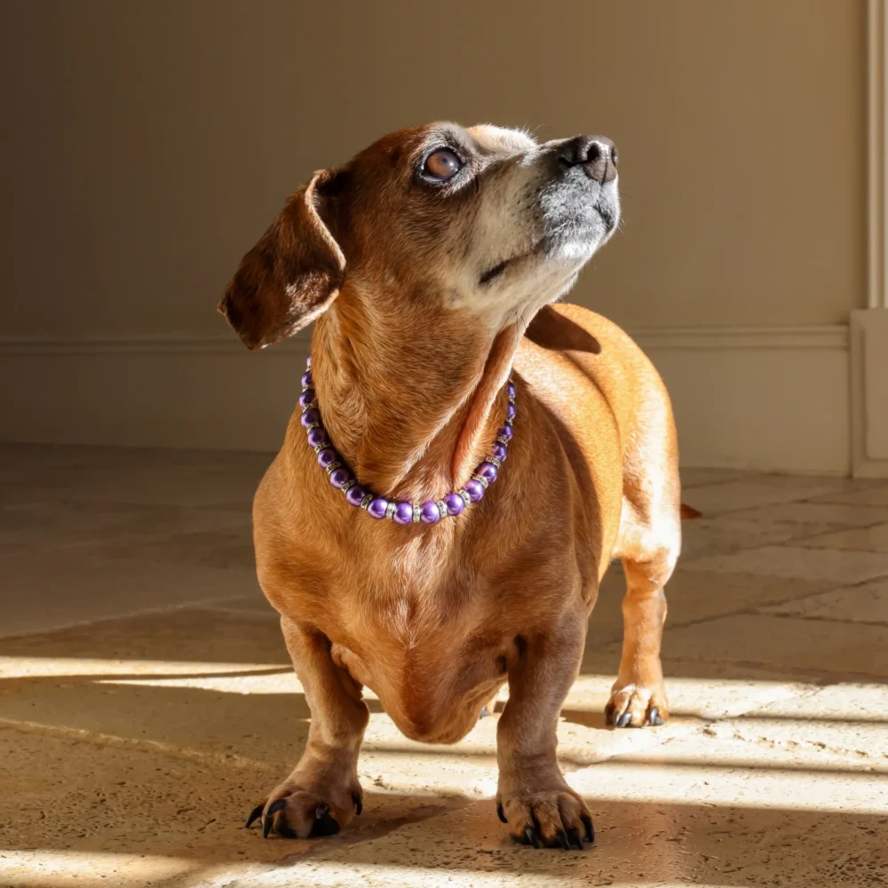 Dog Pearl Necklace - Purple - Image 3