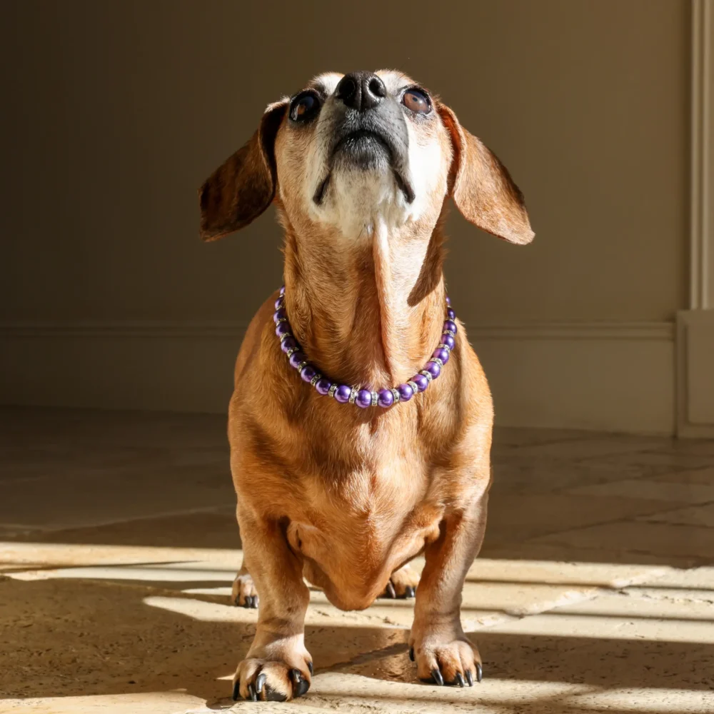 Dog Pearl Necklace - Purple - Image 4