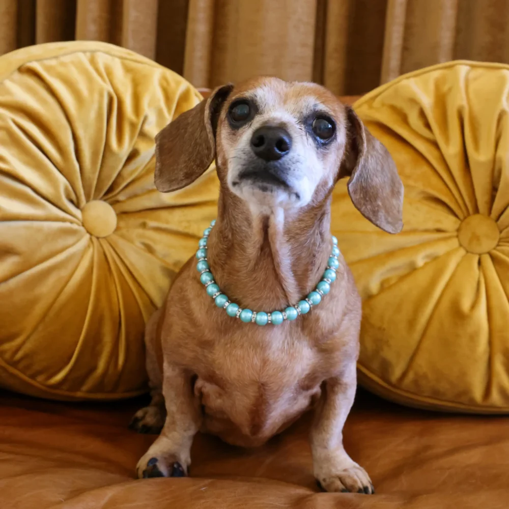 Dog Pearl Necklace - Turquoise - Image 3