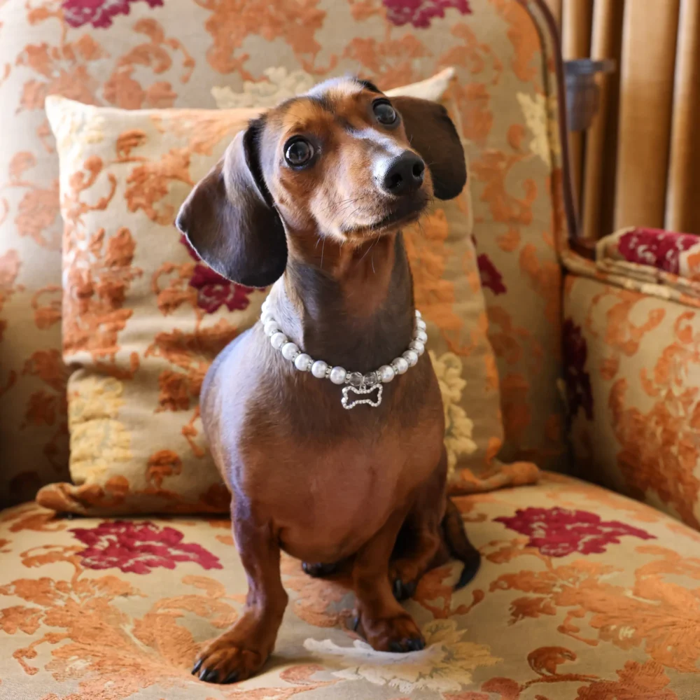 Dog Pearl Necklace With Bone Pendant - Diamond - Image 4