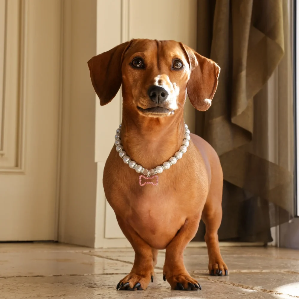 Dog Pearl Necklace With Bone Pendant - Pink - Image 4