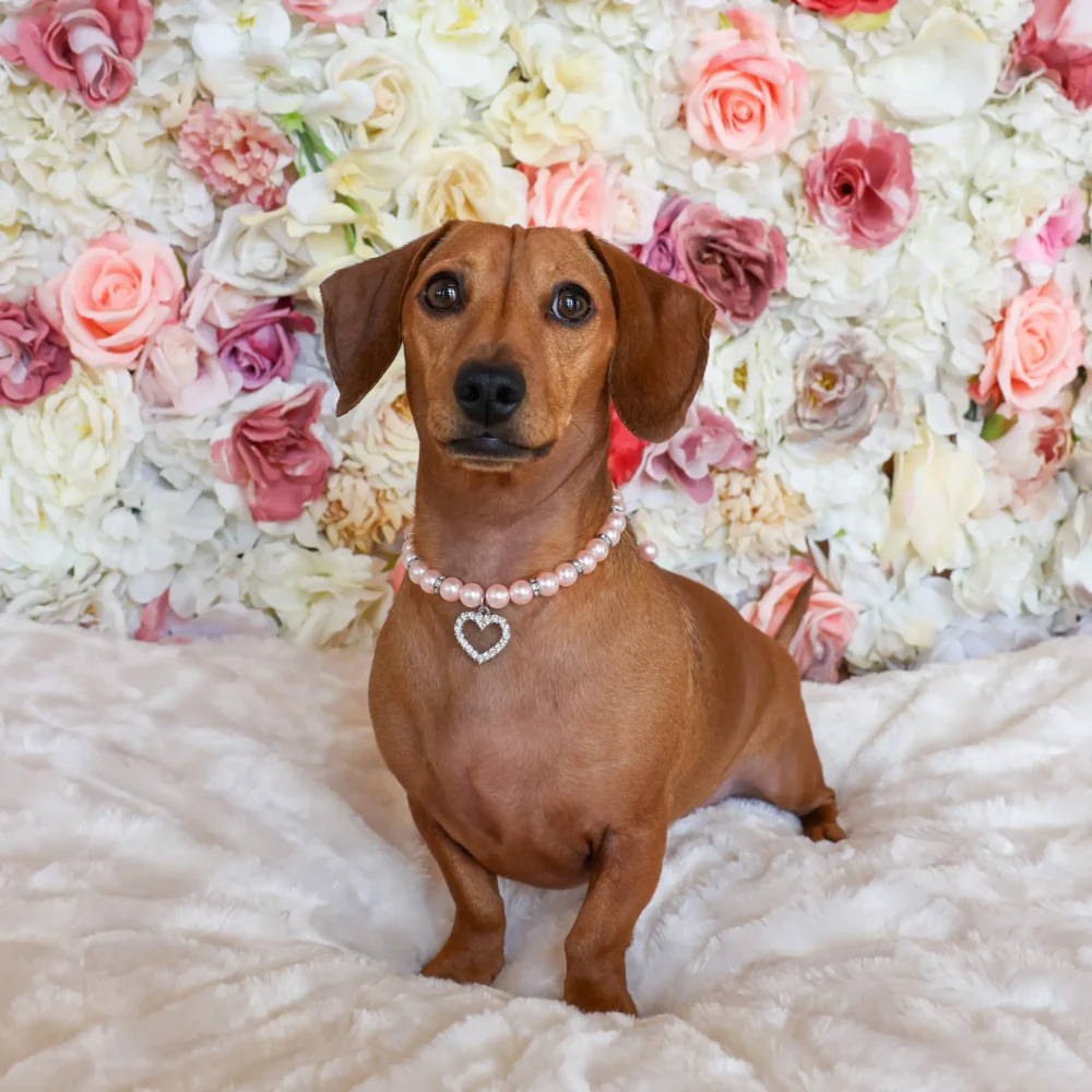 Dog Pearl Necklace With Heart Pendant - Light Pink - Image 3