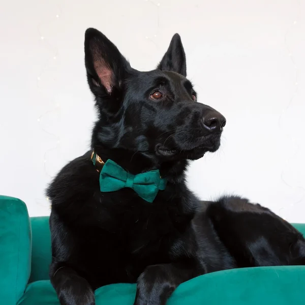 Dog Collar – Velvet - Emerald – Bow Tie LS (4)