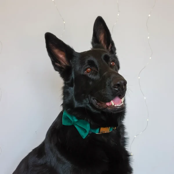 Dog Collar – Velvet - Emerald – Bow Tie LS (5)