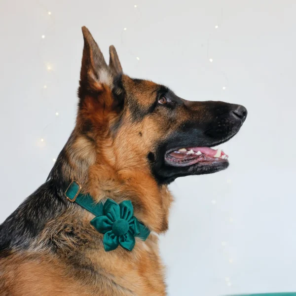 Dog Collar – Velvet - Emerald – Flower LS (5)