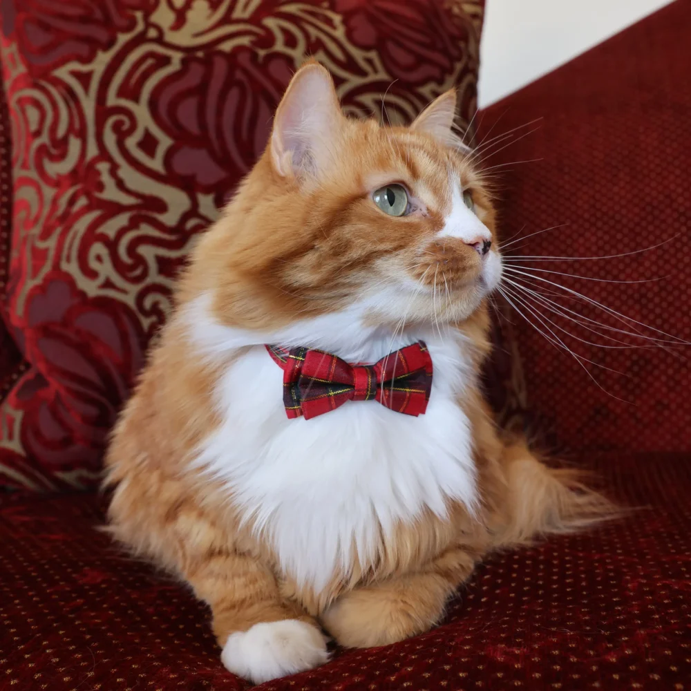 Cat Collar – Plaid – Red and Black – Bow Tie - Image 4