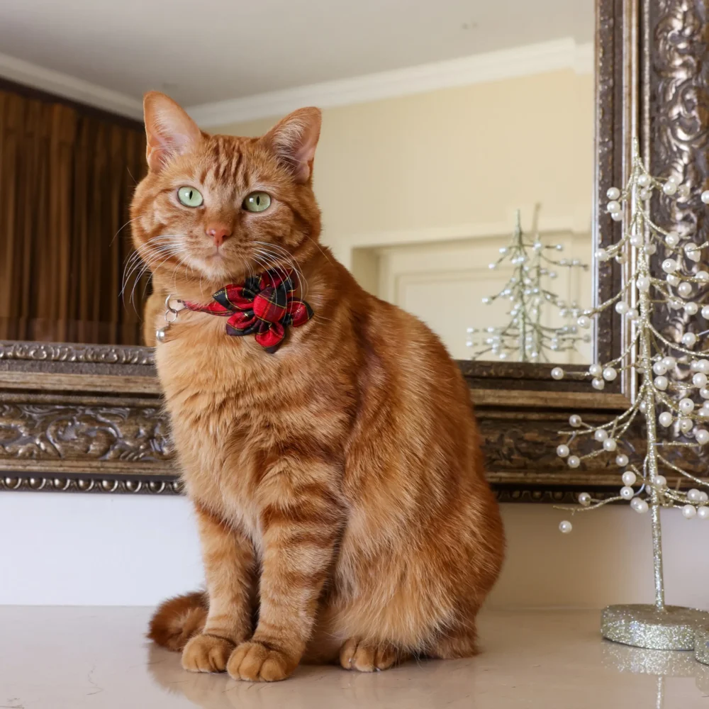 Cat Collar – Plaid – Red and Black – Flower - Image 3