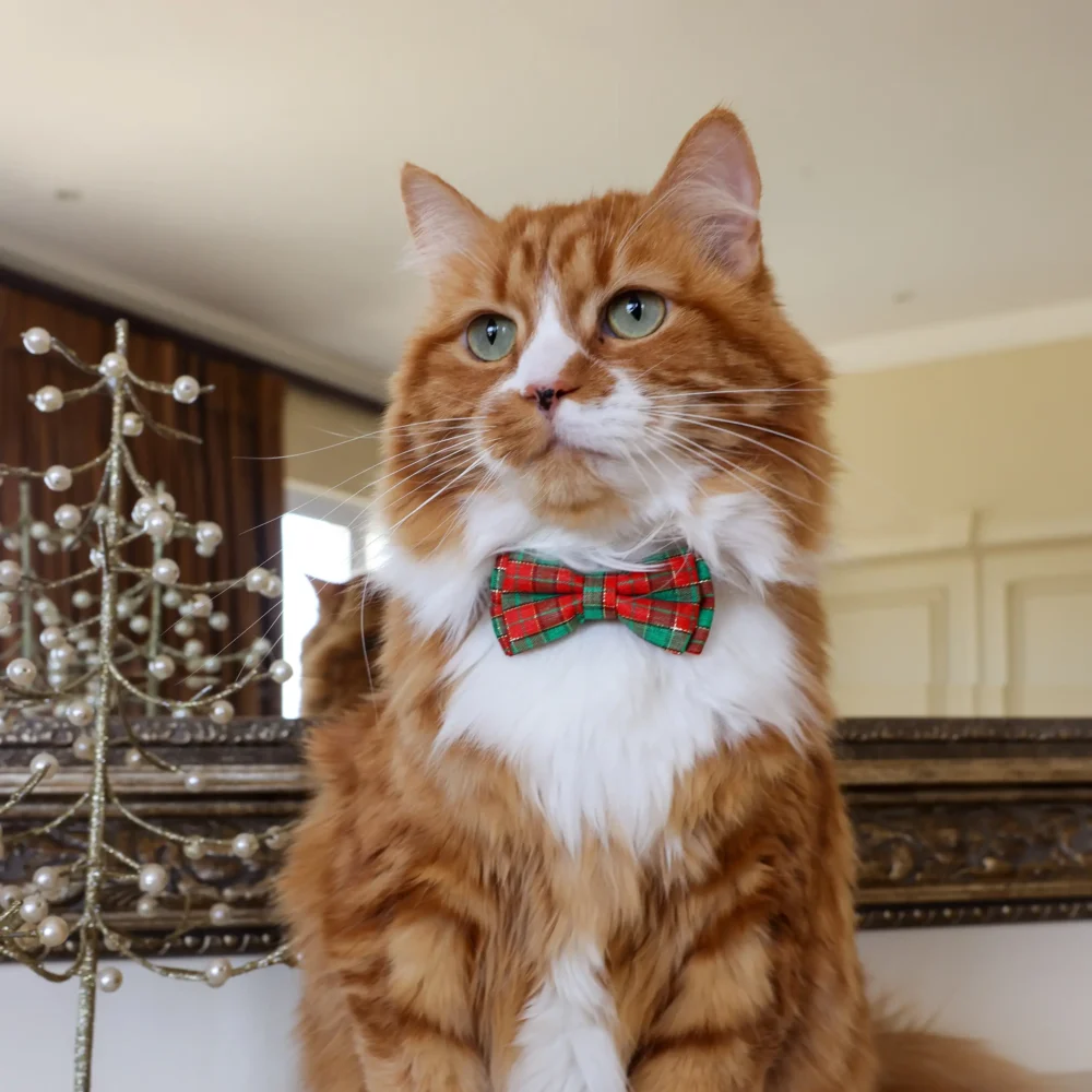 Cat Collar – Plaid – Red and Green – Bow Tie - Image 3