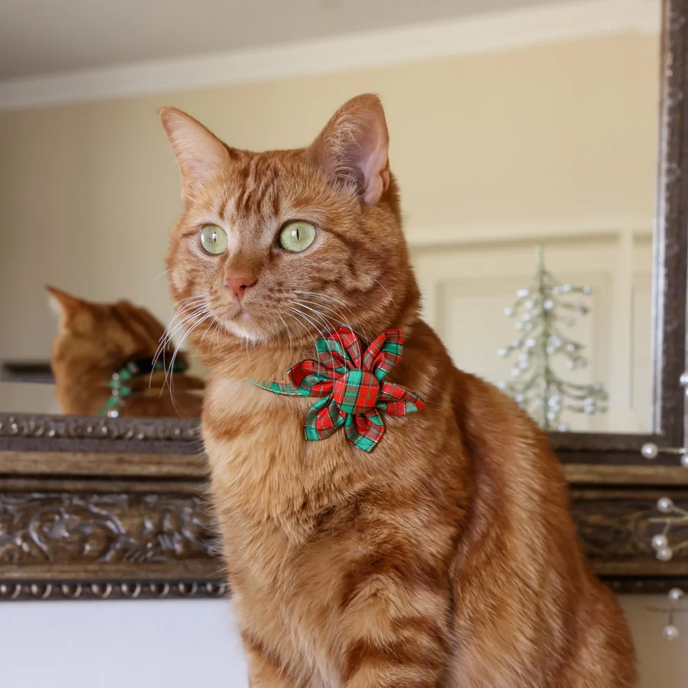 Cat Collar – Plaid – Red and Green – Flower - Image 4