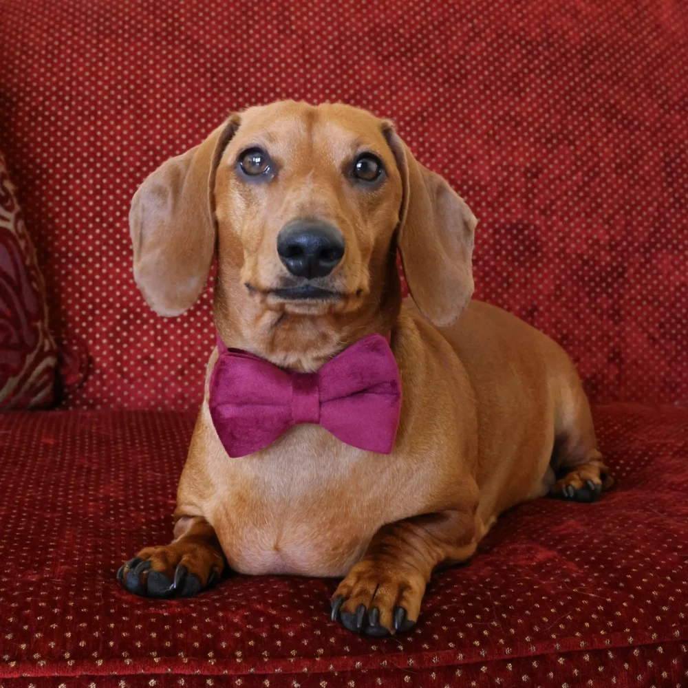 Dog Collar – Velvet - Burgundy – Bow Tie - Image 4