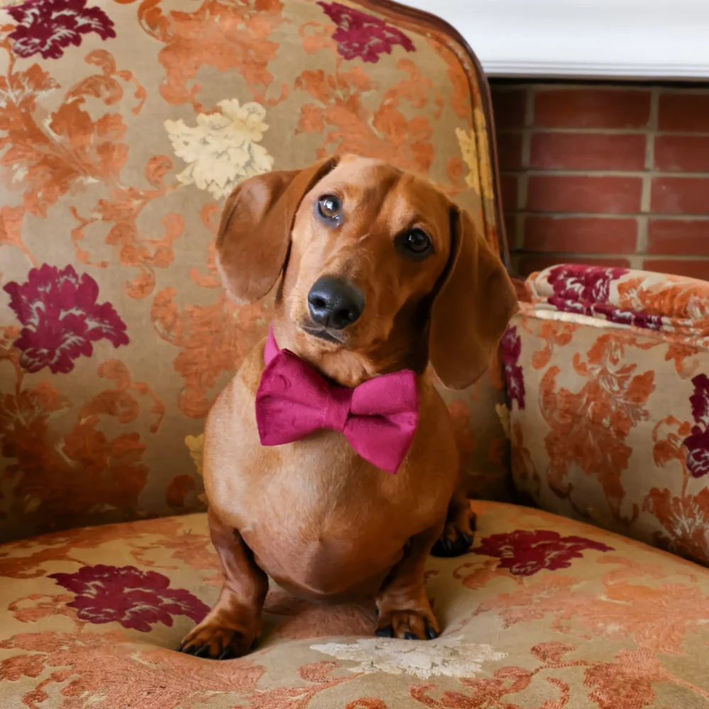 Dog Collar – Velvet - Burgundy – Bow Tie - Image 5