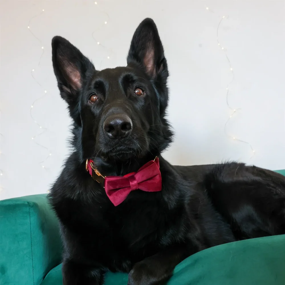 Dog Collar – Velvet - Burgundy – Bow Tie - Image 6