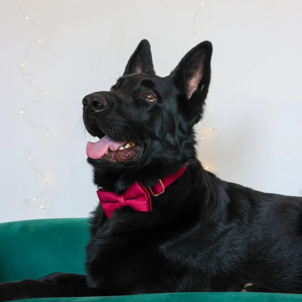 Dog Collar – Velvet - Burgundy – Bow Tie - Image 7