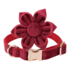 Dog Collar – Velvet - Burgundy – Flower