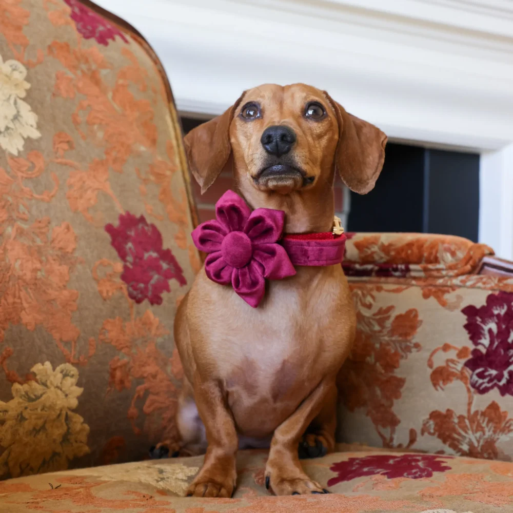 Dog Collar – Velvet - Burgundy – Flower - Image 4