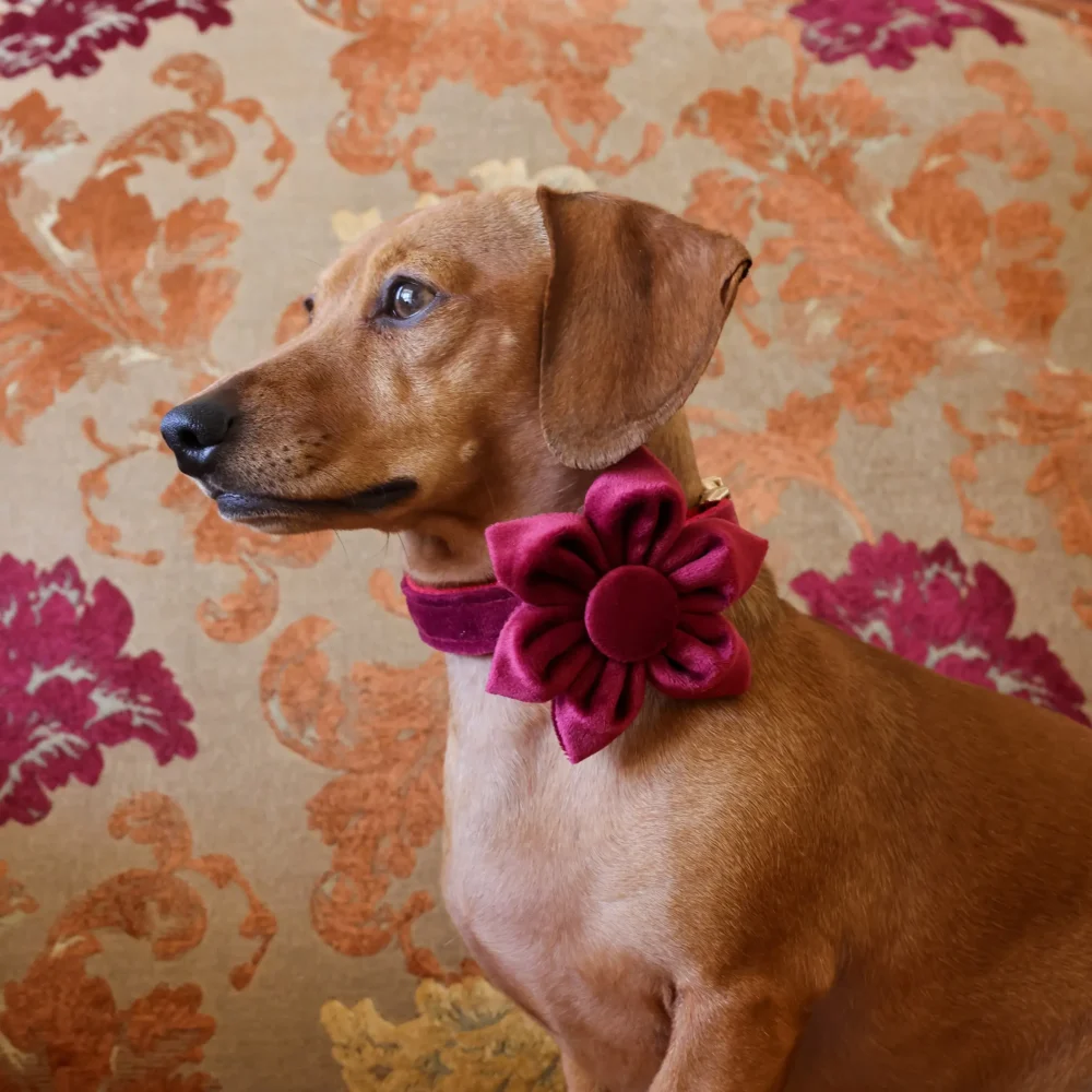 Dog Collar – Velvet - Burgundy – Flower - Image 5