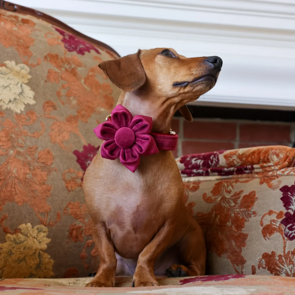 Dog Collar – Velvet - Burgundy – Flower - Image 6