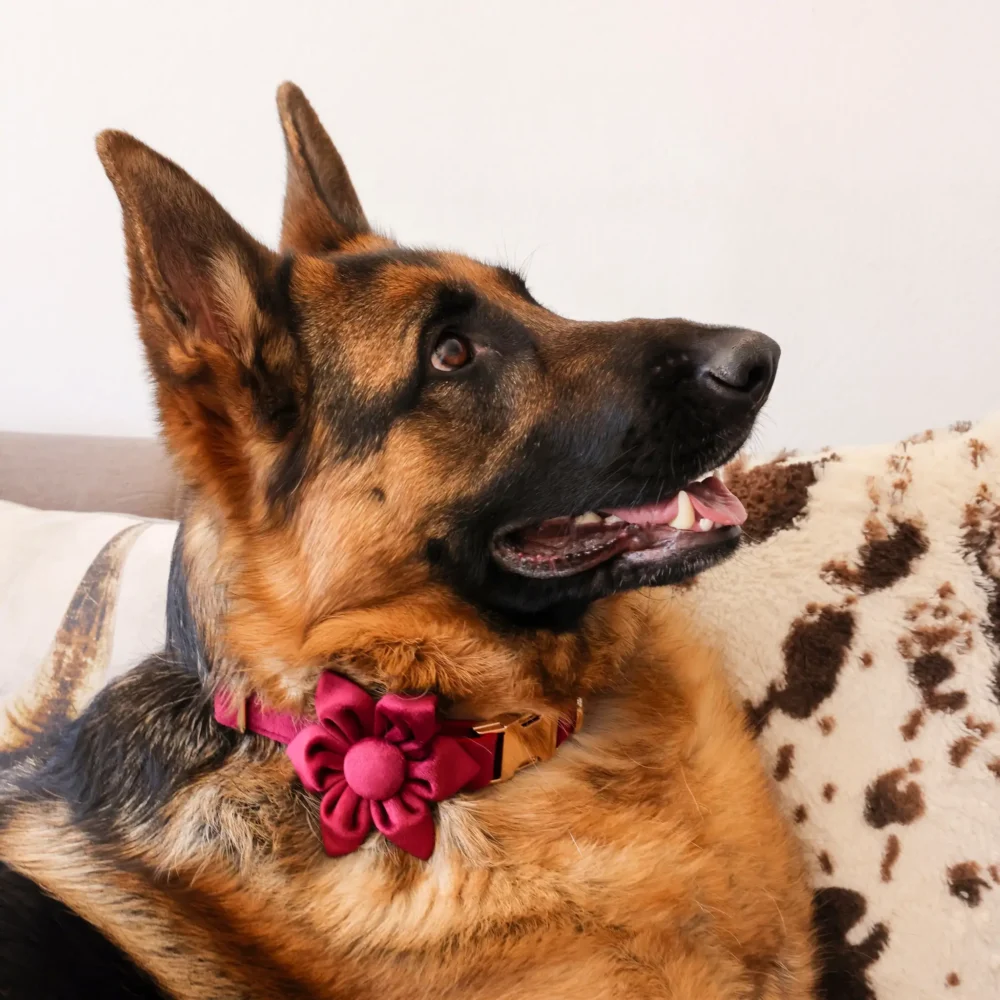 Dog Collar – Velvet - Burgundy – Flower - Image 7