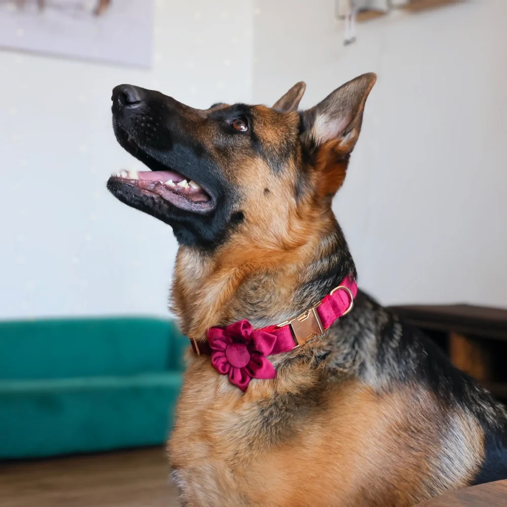 Dog Collar – Velvet - Burgundy – Flower - Image 8