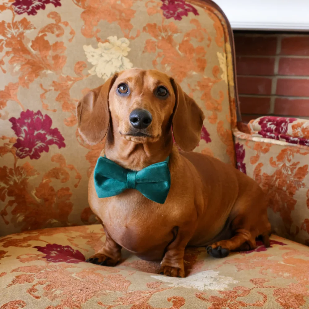 Dog Collar – Velvet - Emerald – Bow Tie - Image 4