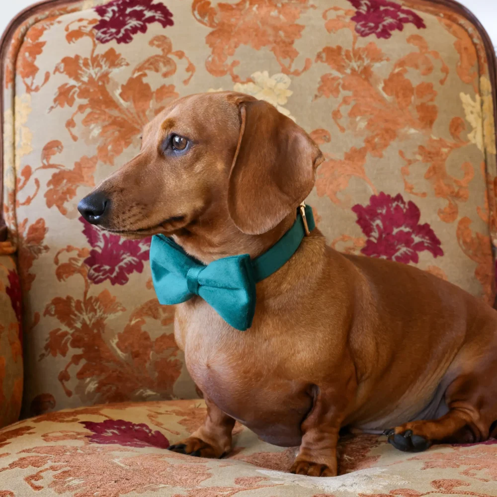 Dog Collar – Velvet - Emerald – Bow Tie - Image 5