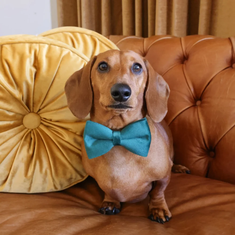 Dog Collar – Velvet - Emerald – Bow Tie - Image 6