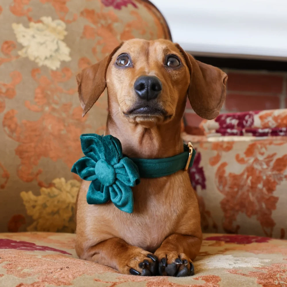 Dog Collar – Velvet - Emerald – Flower - Image 4