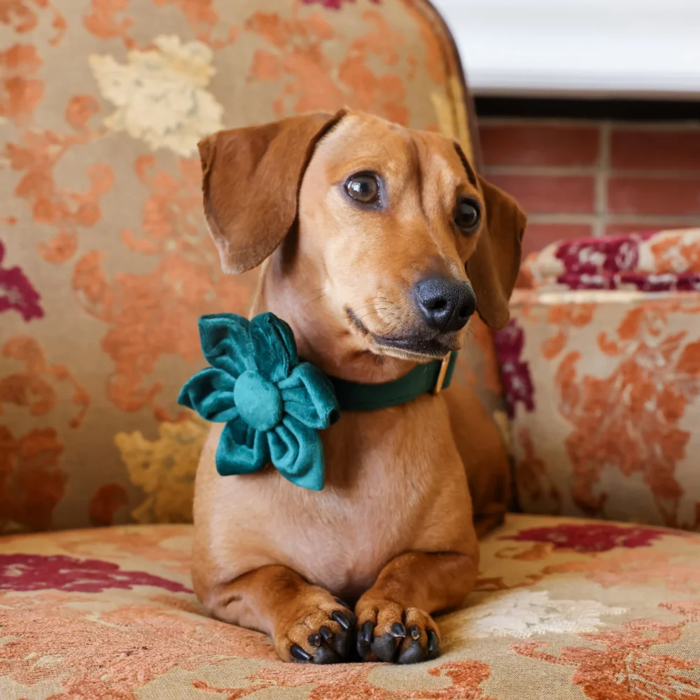 Dog Collar – Velvet - Emerald – Flower - Image 5