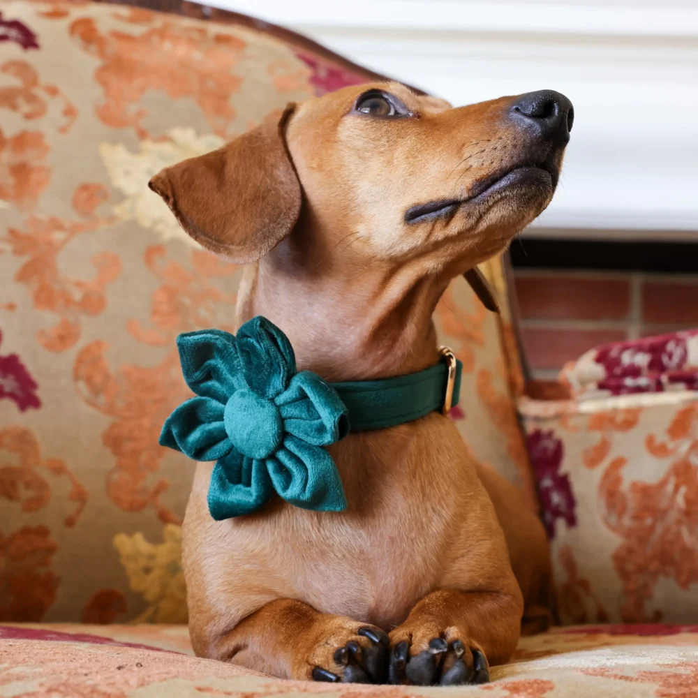 Dog Collar – Velvet - Emerald – Flower - Image 6