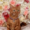Cat Pearl Necklace With Crown Pendant - Purple - Image 3