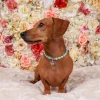 Dog Pearl Necklace With Crown Pendant - Turquoise - Image 3