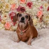 Dog Pearl Necklace With Heart Pendant - Coral - Image 3