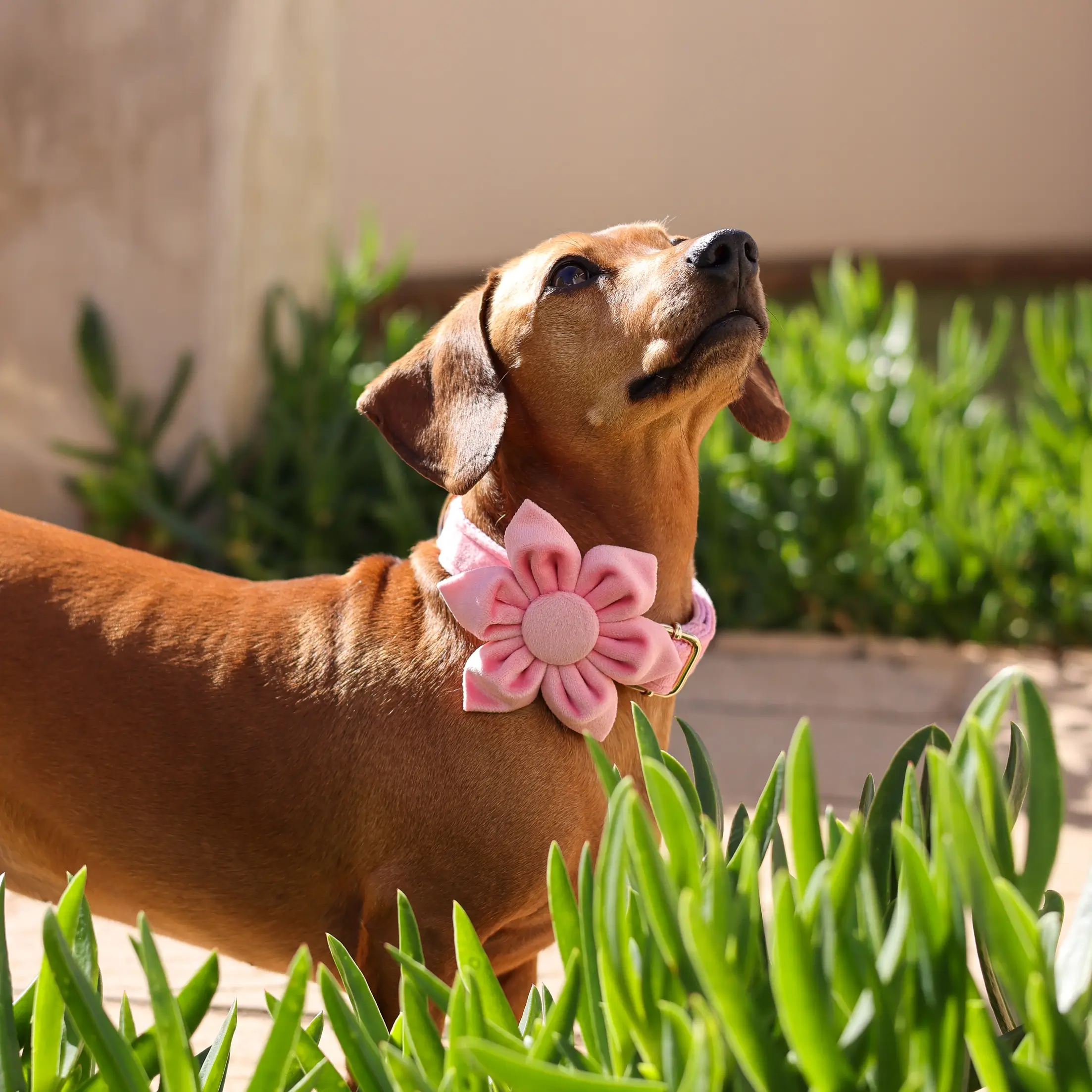 Dog Accessory – Velvet – Flower – Pink - Image 3