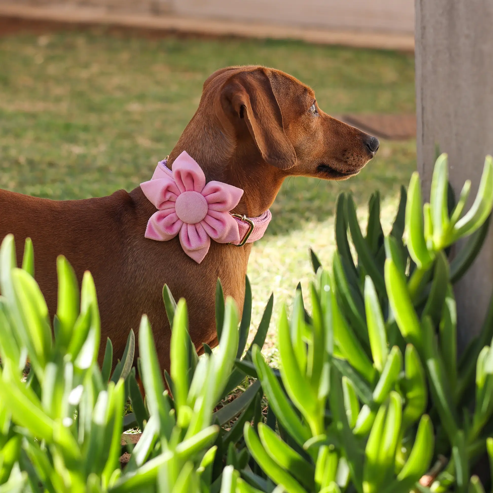 Dog Accessory – Velvet – Flower – Pink - Image 2