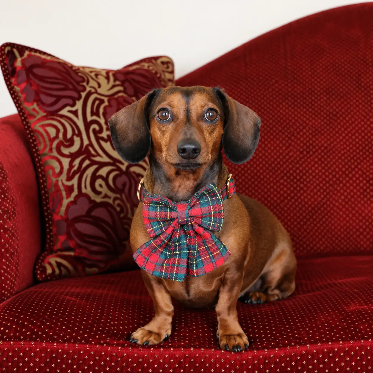 Dog Sailor Bow – Tartan – Red and Green - Image 2